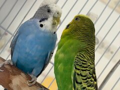 Dexter Vet - Cabinet veterinar