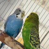 Dexter Vet - Cabinet veterinar